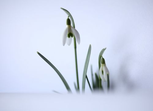 snowdrop harbinger of spring white