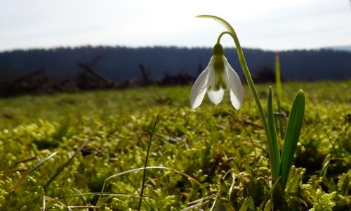 snowdrop spring grass