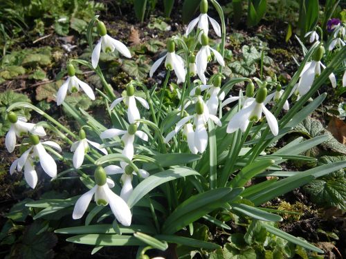 snowdrop spring awakening nature