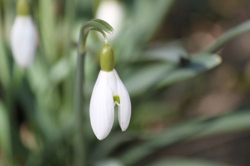 snowdrop blossom bloom