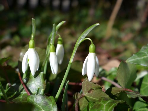 snowdrop frühlingsanfang frühlingsblüher