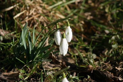 snowdrop spring awakening frühlingsanfang