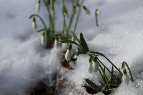 snowdrop snow spring