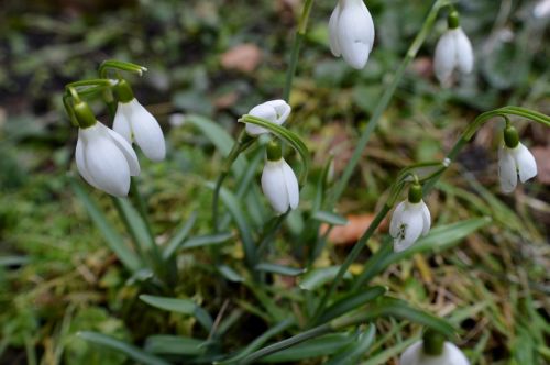 snowdrop plant nature