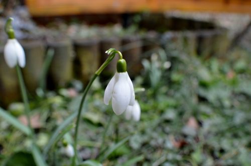 snowdrop plant nature