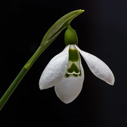 snowdrop flower nature