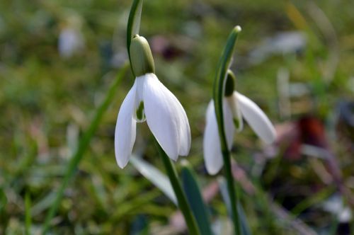 snowdrop flower spring