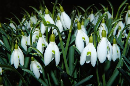 snowdrop flowers spring