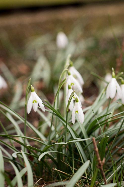 snowdrop nature spring