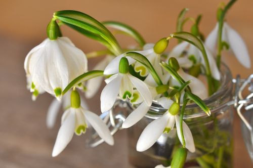 snowdrop lily of the valley flower