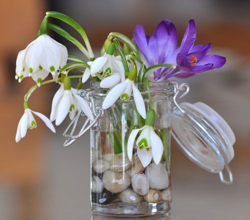 snowdrop lily of the valley crocus