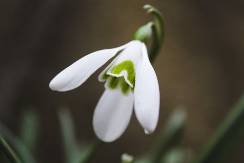 snowdrop white green