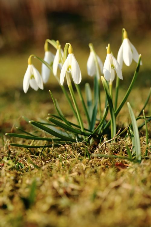 snowdrop spring flower