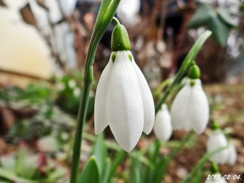 snowdrop february at the beginning of
