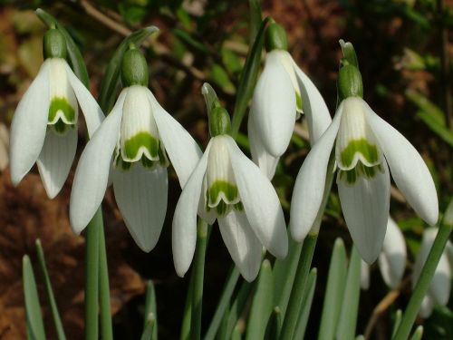 snowdrop spring signs of spring