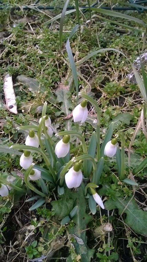 snowdrop flower nature