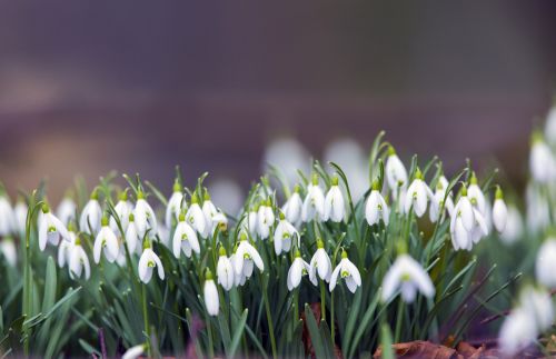 Snowdrop Flowers