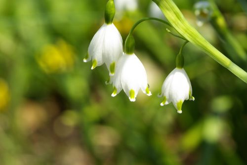 snowdrop flowers nature flower