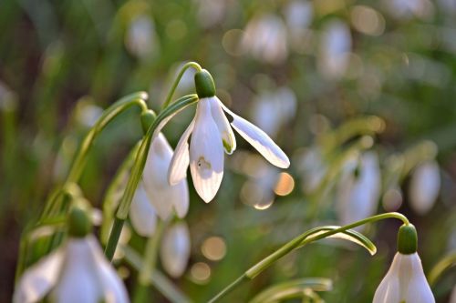 snowdrops flowers nature