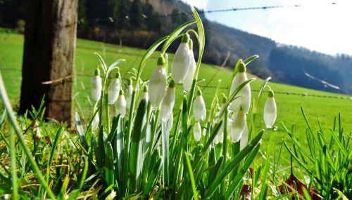 snowdrops nature spring
