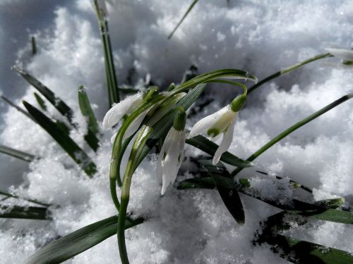 snowdrops flowers snow