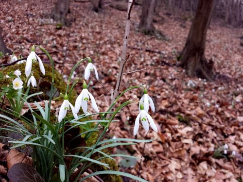 snowdrops śnieżyczki spring