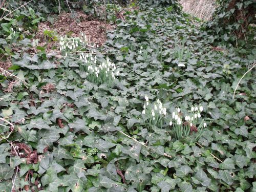 Snowdrops