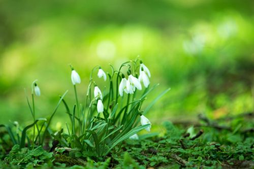 Snowdrops