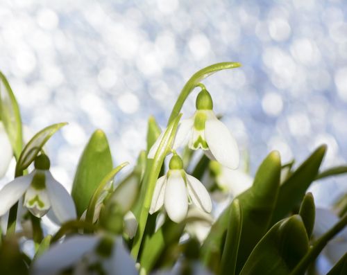 snowdrops snowdrop spring