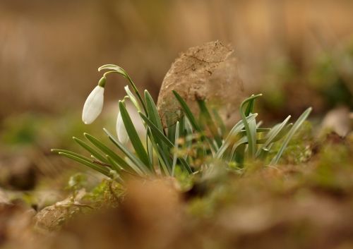 snowdrops spring flowers