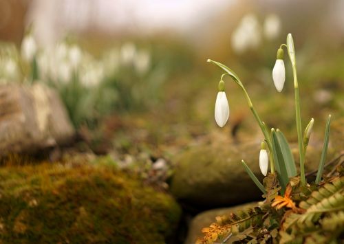 snowdrops flowers spring