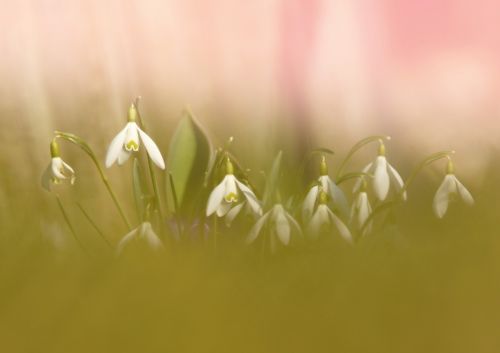 snowdrops grass spring