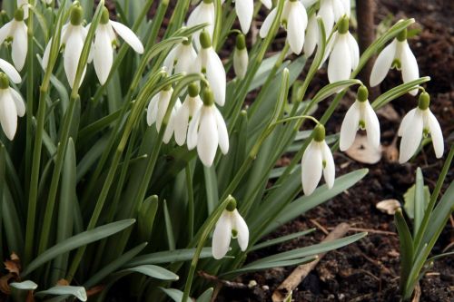 snowdrops spring flowers