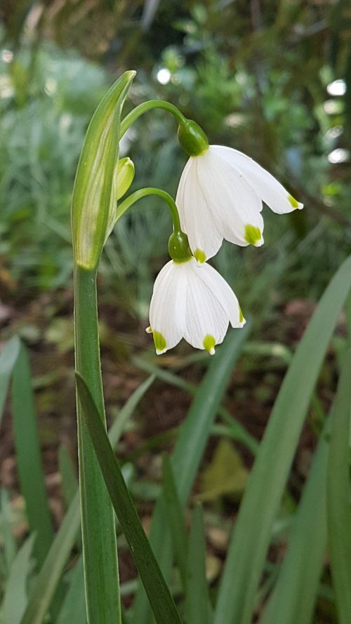 snowdrops white flower