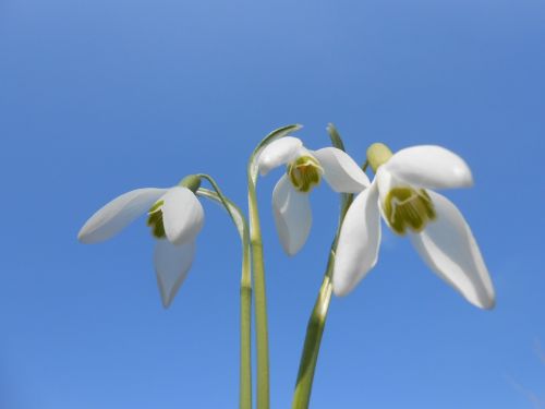 snowdrops spring white flowers