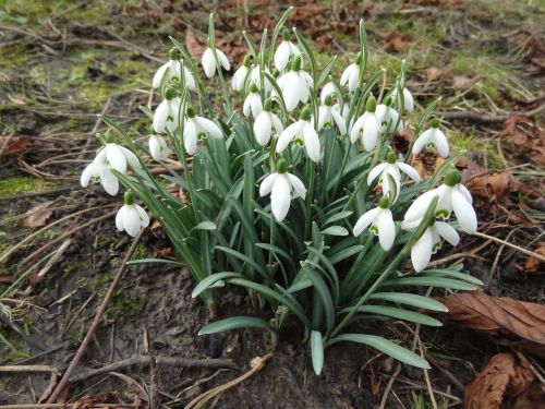 snowdrops flower flora