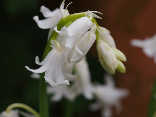 snowdrops spring flower