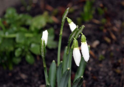 snowdrops the first flowers nature