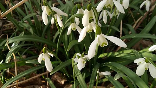 snowdrops flowers white