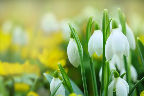 snowdrops  white flowers  spring