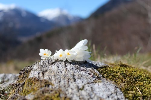 snowdrops  flower  bloom