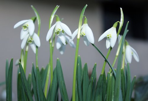 snowdrops  in early spring  white