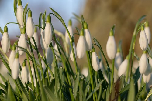 snowdrops  garden  flowers