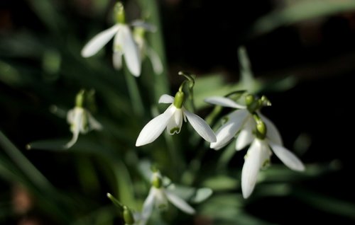 snowdrops  white  spring