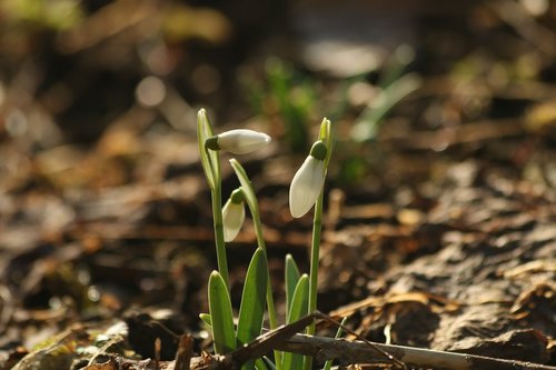 snowdrops  flower bulbs  plants