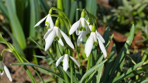 snowdrops  flowers  spring