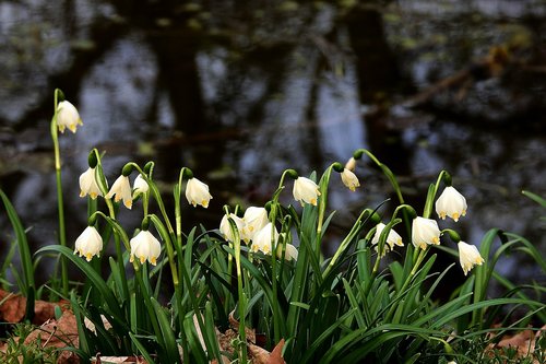 snowdrops  pond  white