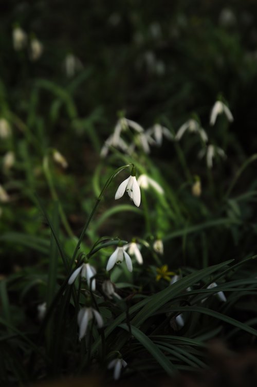 snowdrops  flower  plant