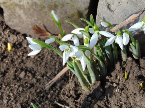 snowdrops flowers white