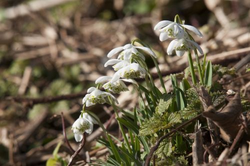 snowdrops flower winter flower